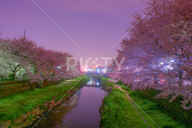 春の野川（東京都調布市）