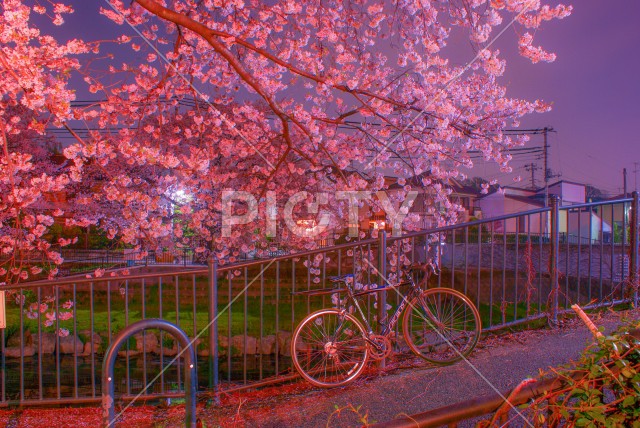 春の野川（東京都調布市）