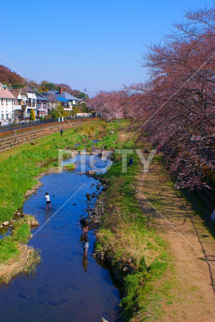 春の野川（東京都調布市）