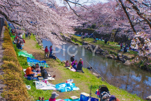 春の野川（東京都調布市）