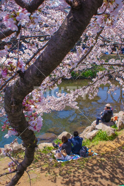 春の野川（東京都調布市）