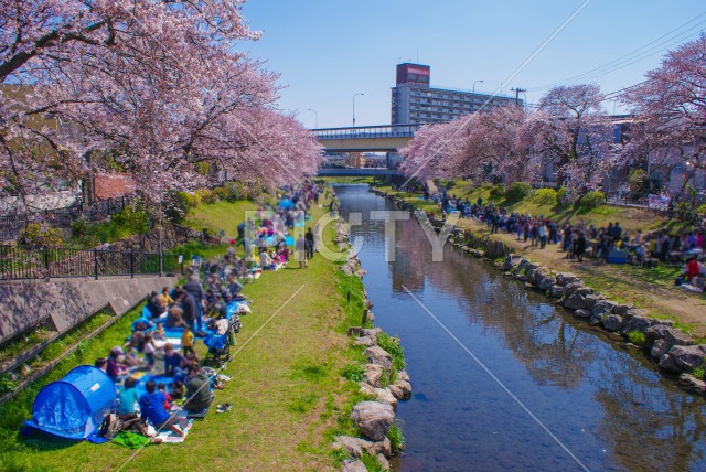 春の野川（東京都調布市）