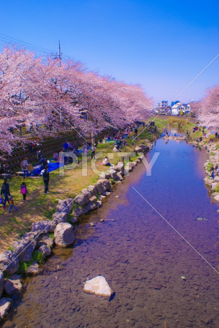 春の野川（東京都調布市）