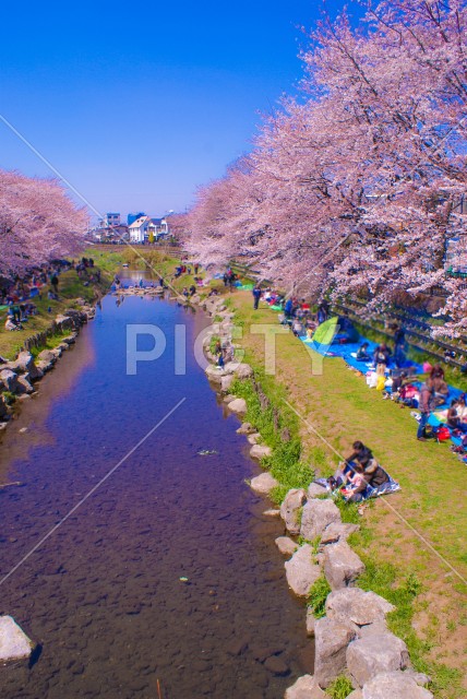 春の野川（東京都調布市）