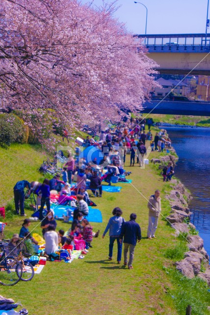 春の野川（東京都調布市）