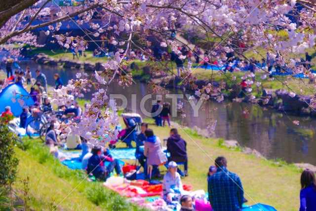 春の野川（東京都調布市）