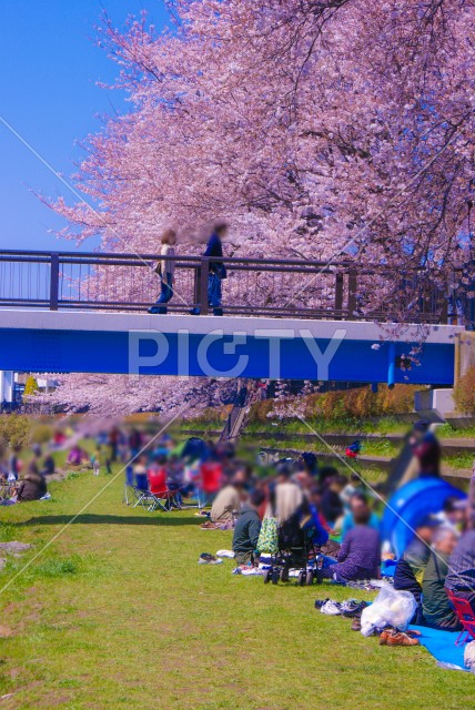 春の野川（東京都調布市）