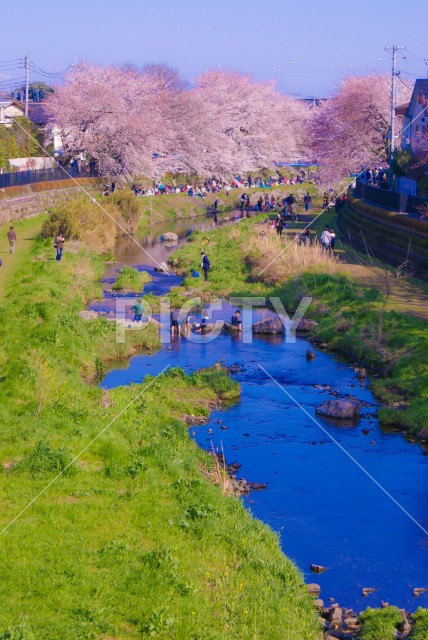 春の野川（東京都調布市）