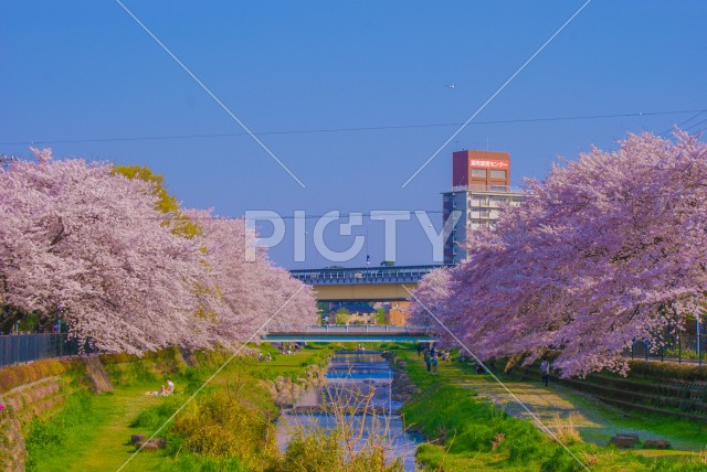 春の野川（東京都調布市）