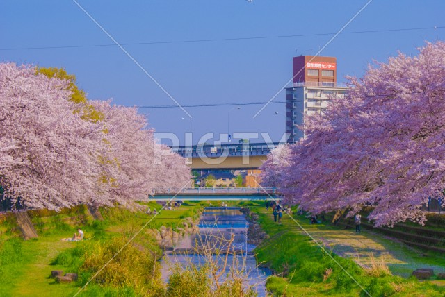 春の野川（東京都調布市）