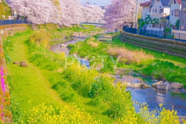 春の野川（東京都調布市）