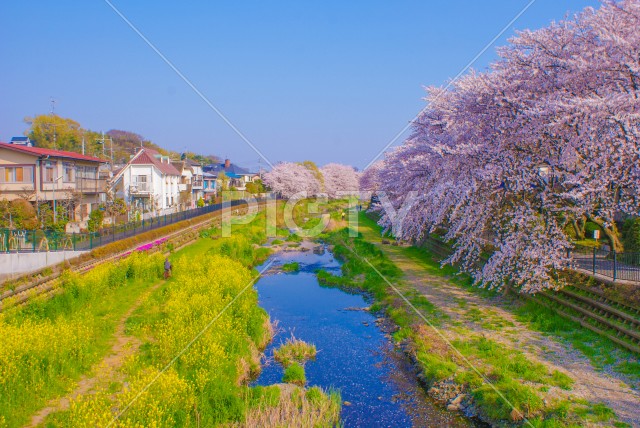 春の野川（東京都調布市）