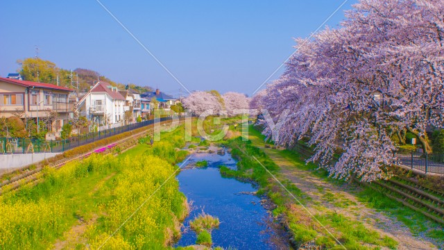 春の野川（東京都調布市）