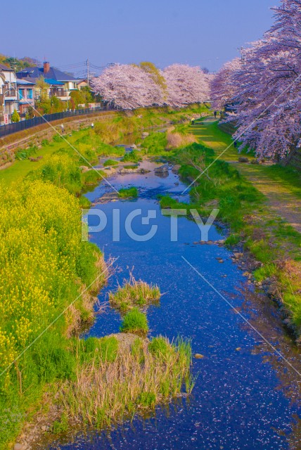 春の野川（東京都調布市）