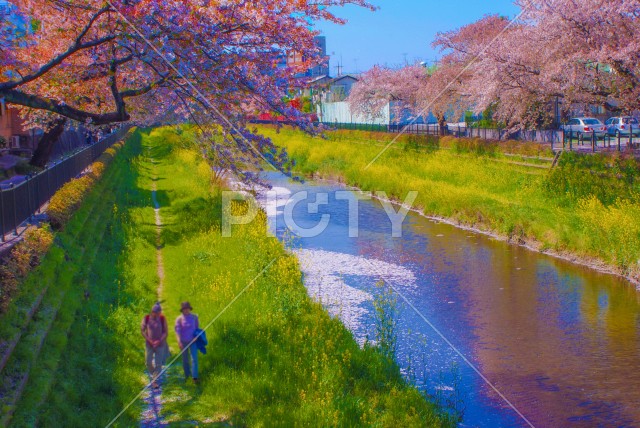 春の野川（東京都調布市）