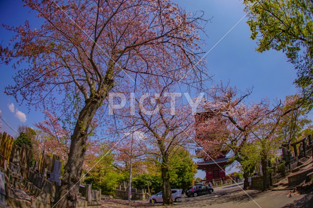 池上本門寺の桜