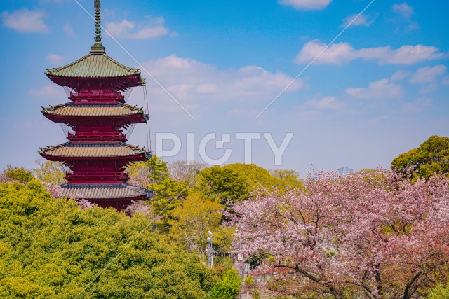 池上本門寺の桜