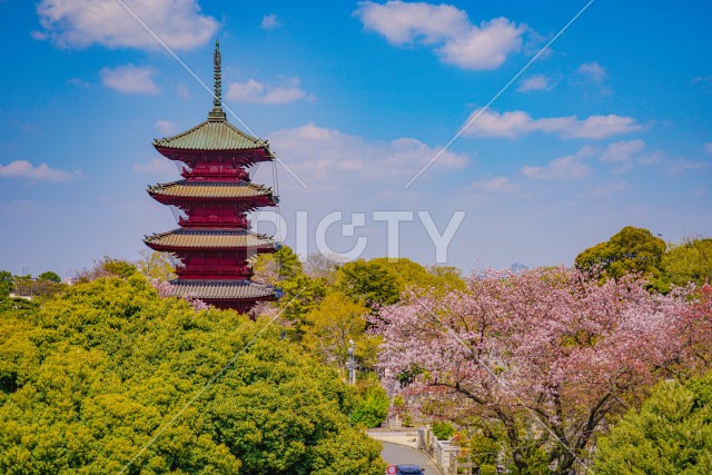 池上本門寺の桜