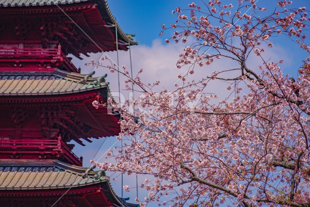 池上本門寺の桜