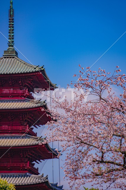 池上本門寺の桜