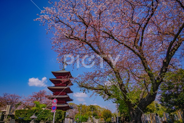 池上本門寺の桜