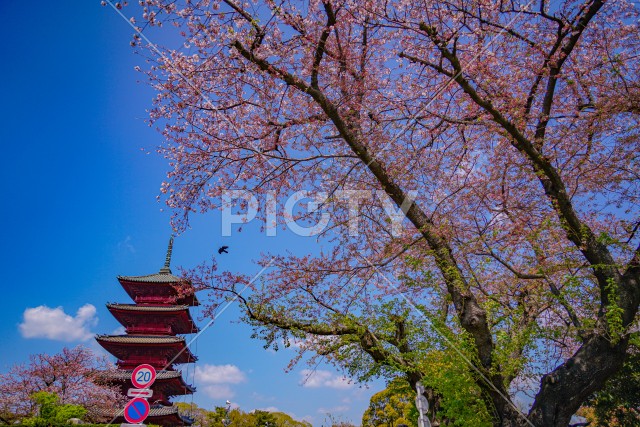 池上本門寺の桜