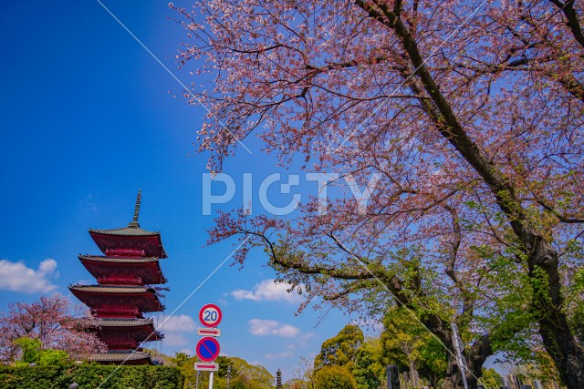 池上本門寺の桜