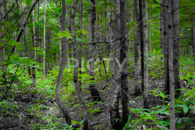 写真のタイトルが入ります