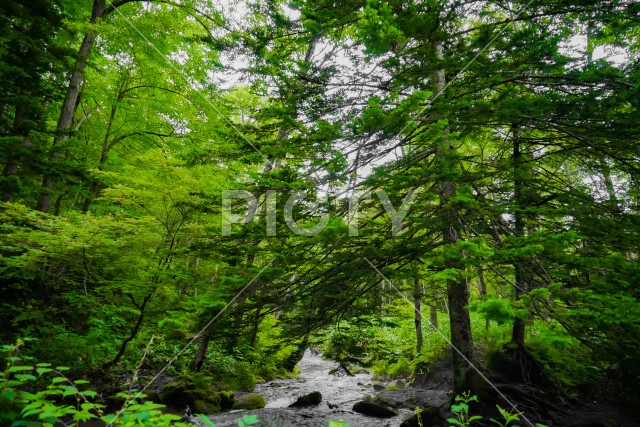 写真のタイトルが入ります