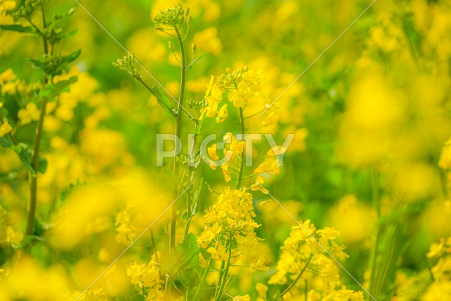 写真のタイトルが入ります