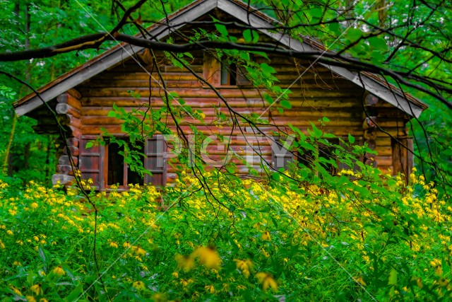 写真のタイトルが入ります