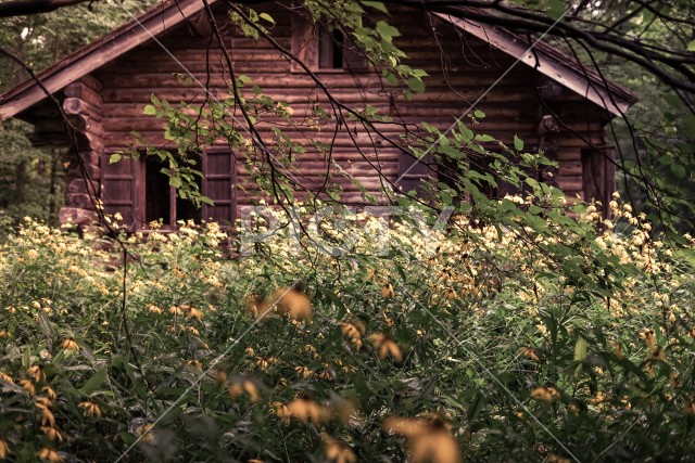 森の中の小屋