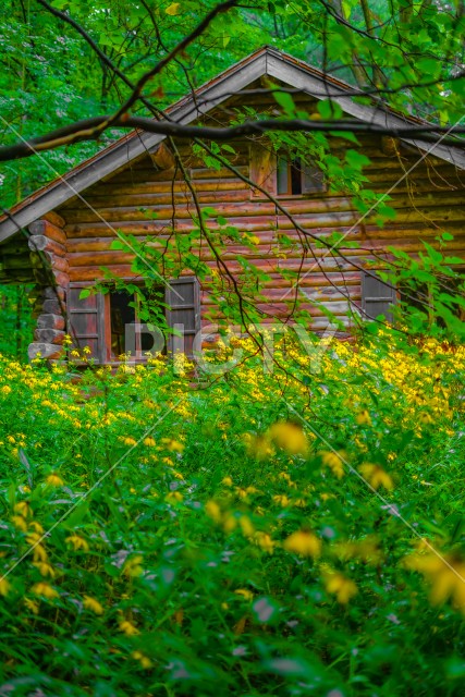 写真のタイトルが入ります