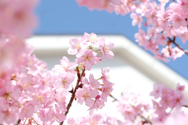 青空と白壁に映える河津桜のイメージ