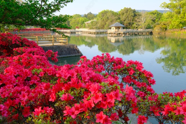 もうひとつの京都乙訓の春の八条池