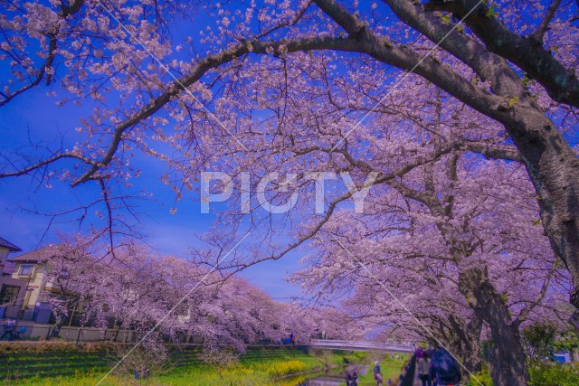 写真のタイトルが入ります