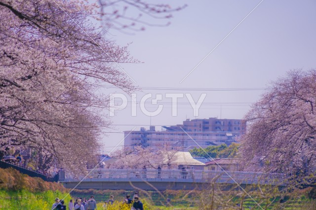 写真のタイトルが入ります