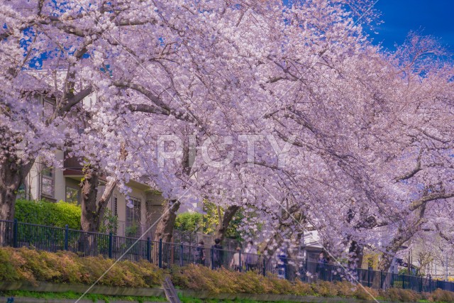 調布|野川に咲く桜