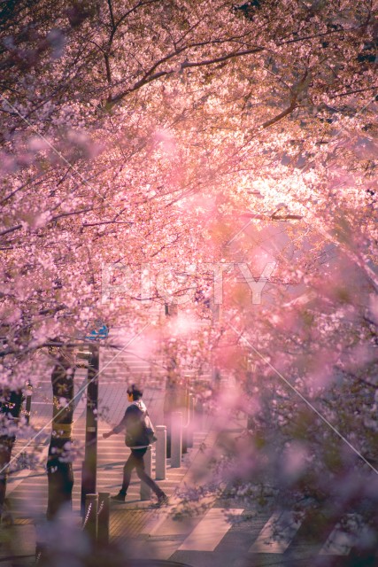 写真のタイトルが入ります