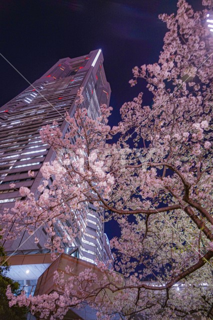 横浜みなとみらいの夜桜と横浜ランドマークタワー