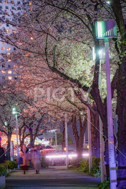 夜桜と横浜みなとみらいの夜景