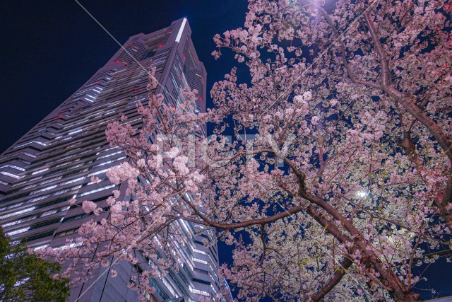 横浜みなとみらいの夜桜と横浜ランドマークタワー