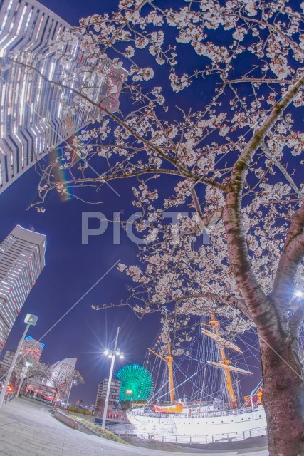 横浜みなとみらいの夜桜と横浜ランドマークタワー