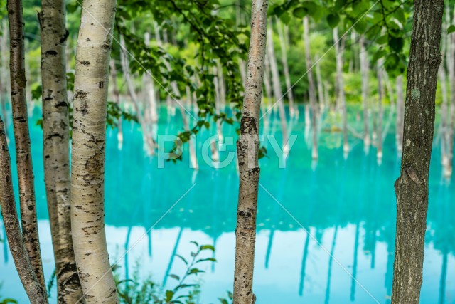 林越しに見える青い池（北海道美瑛町）