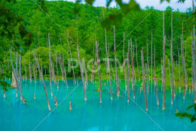 林越しに見える青い池（北海道美瑛町）