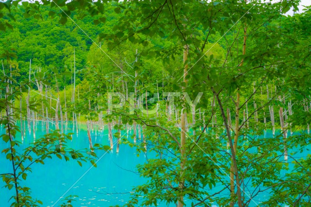 林越しに見える青い池（北海道美瑛町）