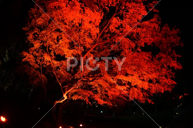 赤く照らされる日本庭園と紅葉