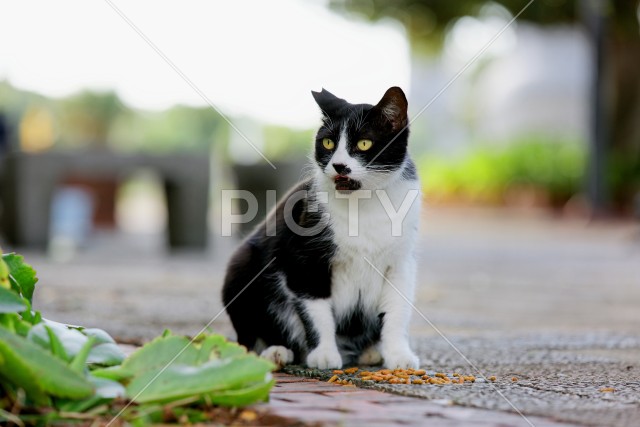 野良猫