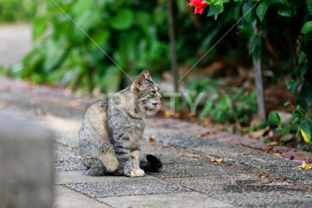 写真のタイトルが入ります