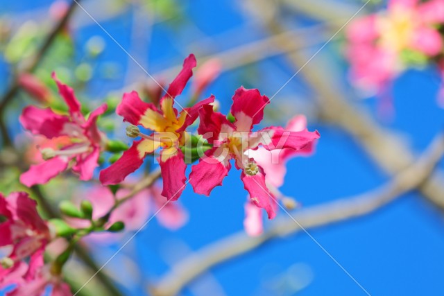 写真のタイトルが入ります